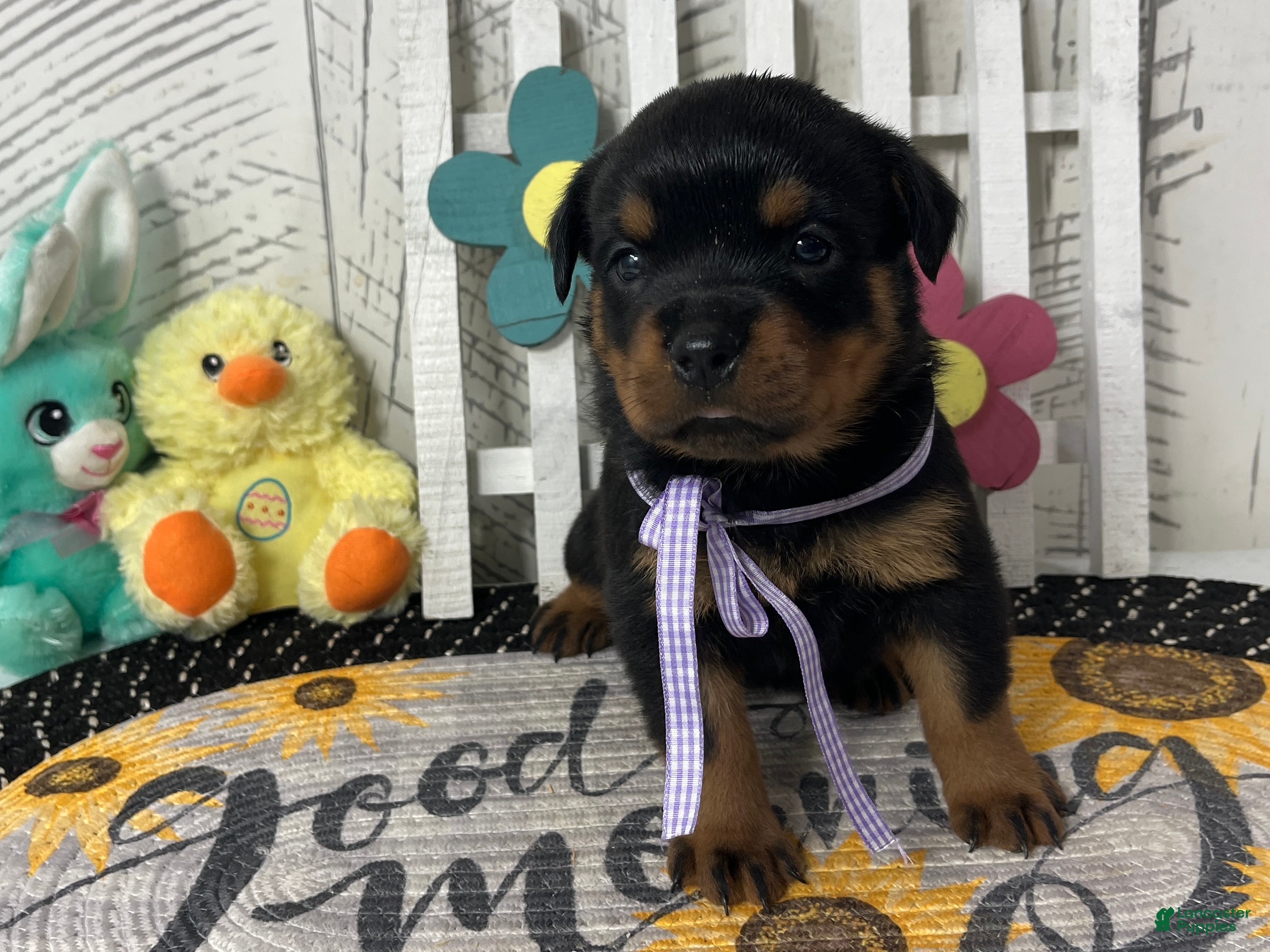 Rottweiler dogs Dora - Ad 1
