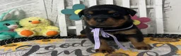 Rottweiler dogs for sale: Dora - Ad 1