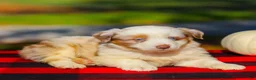 Miniature Australian Shepherd dogs for sale: Abby - Ad 4
