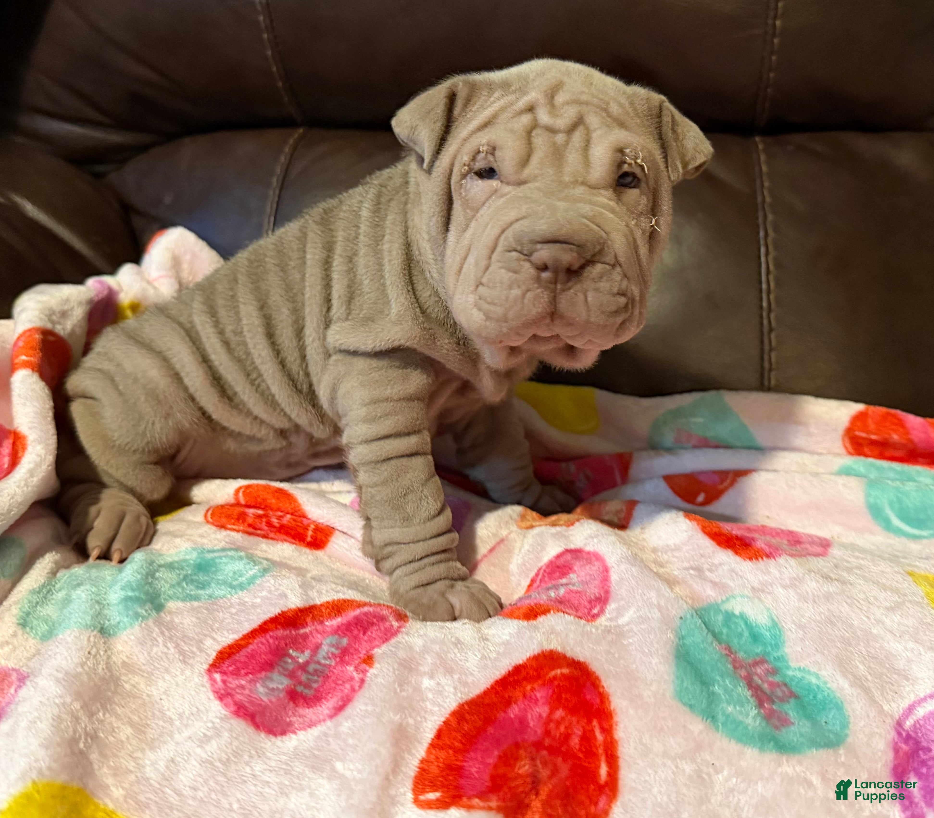 Shar Pei dogs Juliet - Ad 7