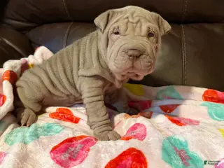 Shar Pei dogs Juliet - Ad 10