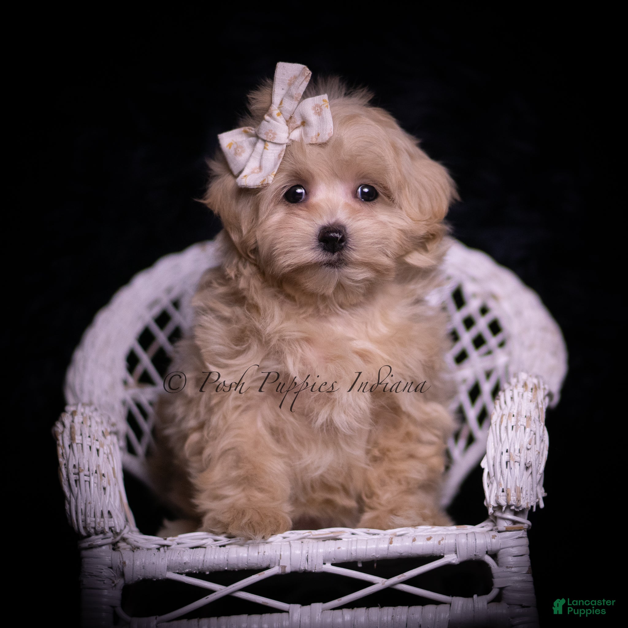 Maltipoo dogs Twizzler - Ad 20
