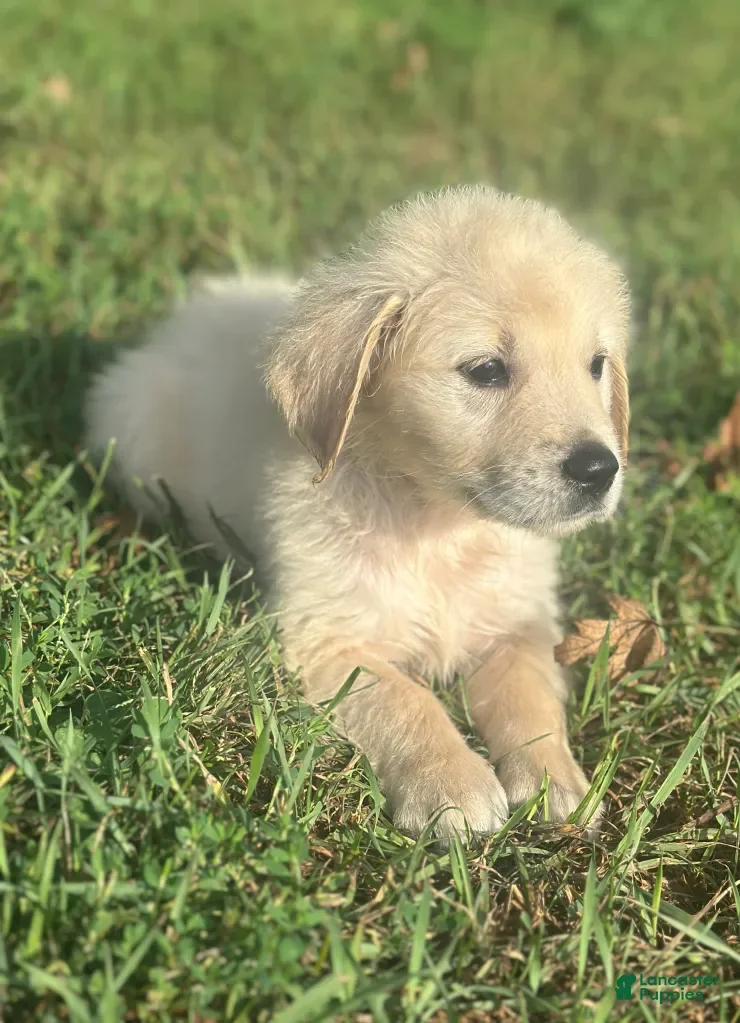 Golden Retriever dogs Bowie - Ad 2