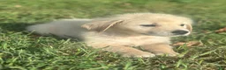 Golden Retriever dogs for sale: Bowie - Ad 2