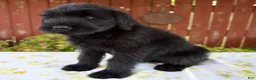 Giant Schnauzer dogs for sale: Rachelle - Ad 3