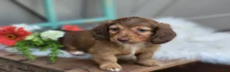 Dachshund dogs for sale: Willow  - Ad 1