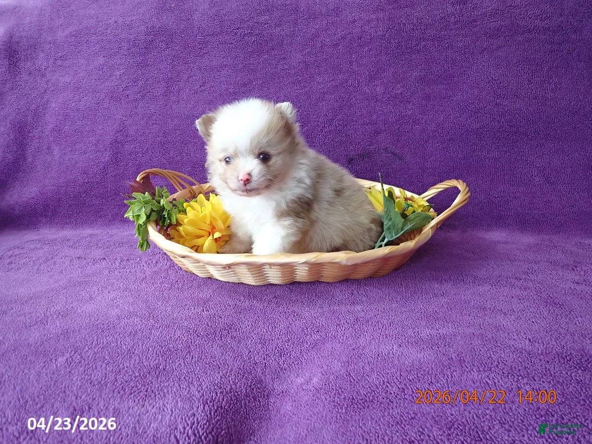 Pomeranian dogs Choco  - Ad 2