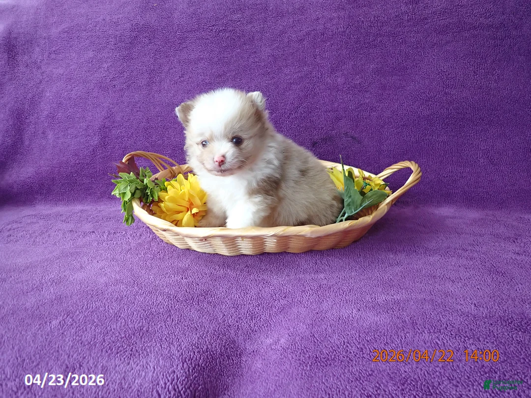 Pomeranian dogs for sale: Choco  - Ad 2