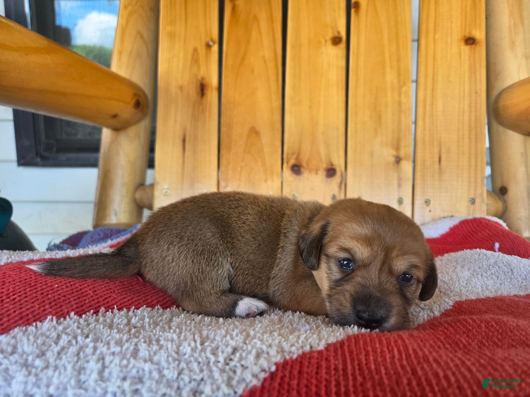 Miniature Dachshund dogs Dot - Ad 21