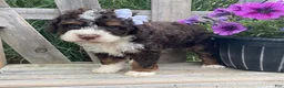 Mini Bernedoodle dogs for sale: Kora - Ad 6