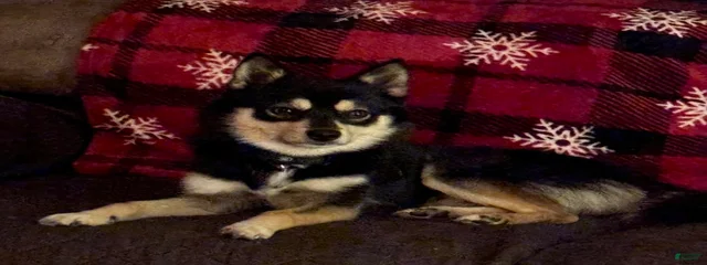 Rico