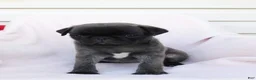 Pug dogs for sale: Sara - Ad 4