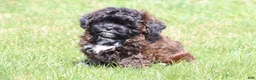 Shihpoo dogs for sale: Laura - Ad 1