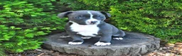 Mixed Breed dogs for sale: Jamocha - Ad 2