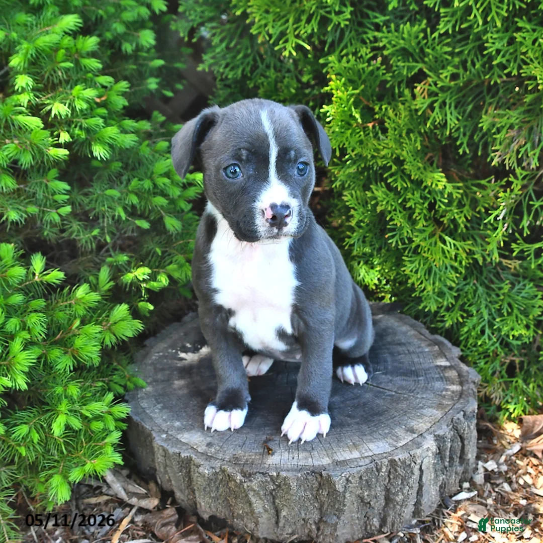 Mixed Breed dogs for sale: Jamocha - Ad 2