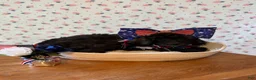 Bernedoodle dogs for sale: Kit-Kat - Ad 8