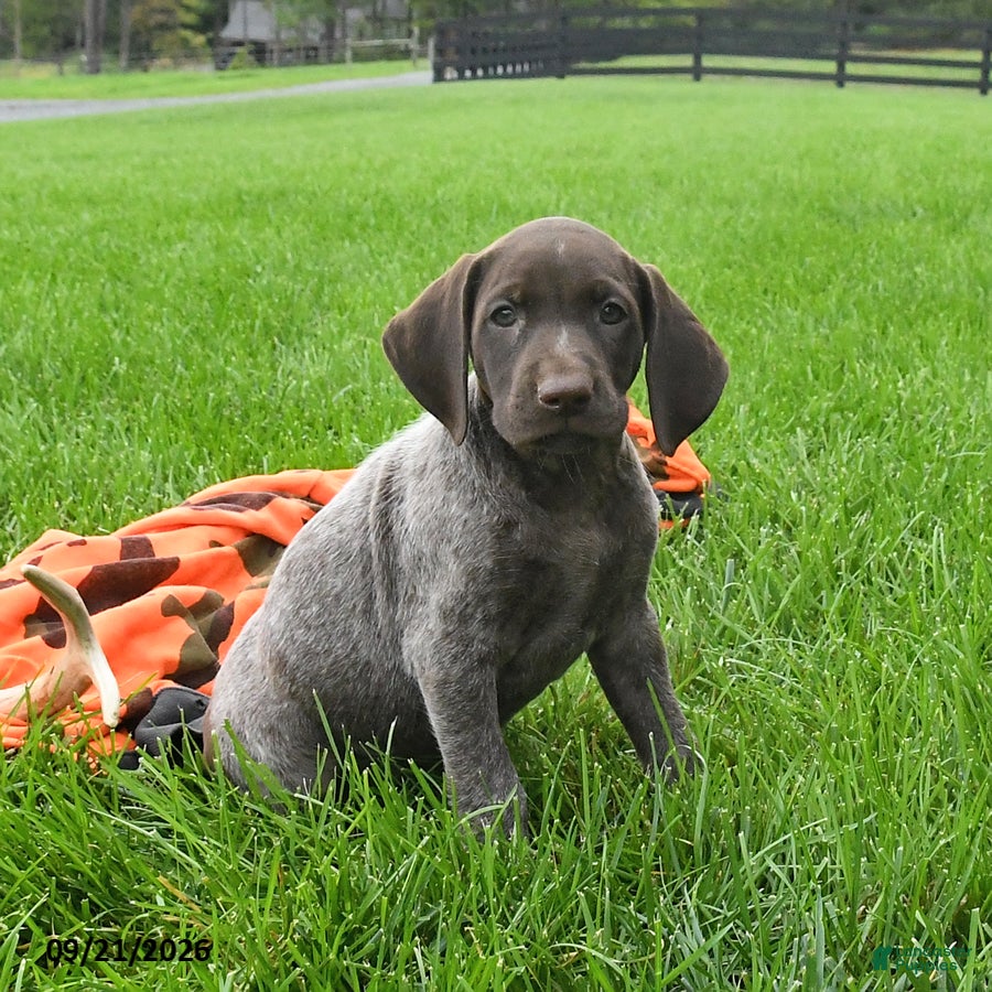 German Shorthaired Pointer dogs Serena  - Ad 1