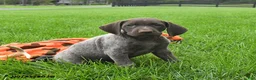 German Shorthaired Pointer dogs for sale: Serena  - Ad 1