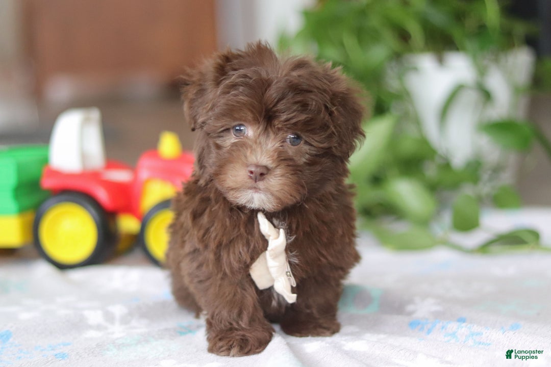 Havanese dogs for sale: Ethan - Ad 6