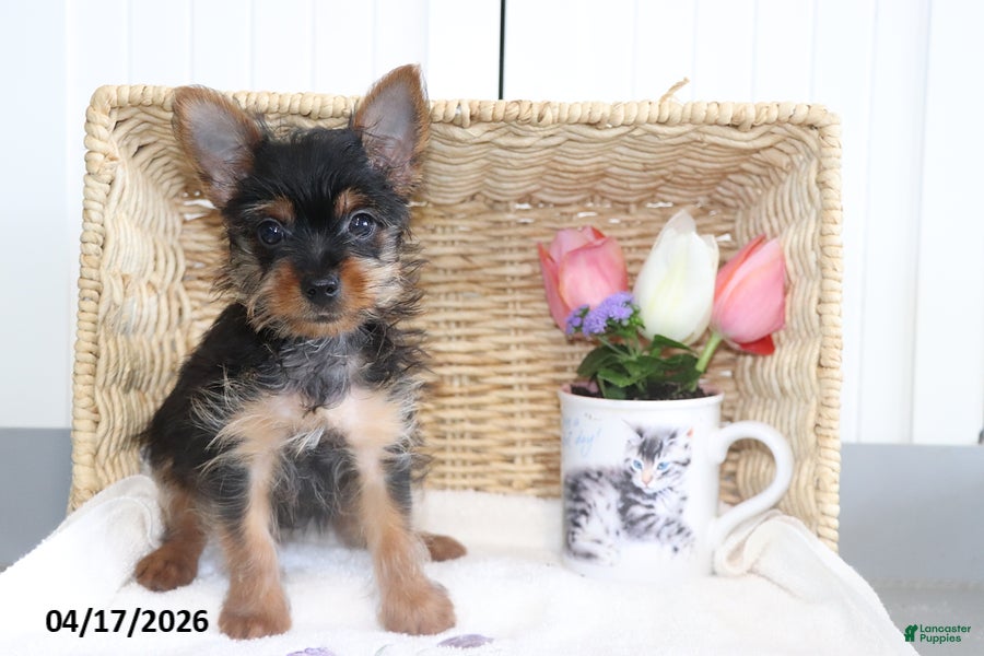 Yorkshire Terrier dogs Checkers TEACUP - Ad 1