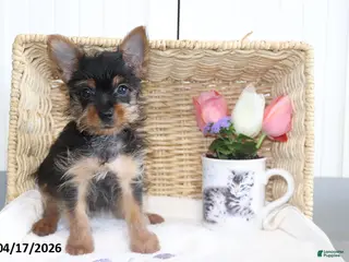 Yorkshire Terrier dogs for sale: Checkers TEACUP - Ad 2