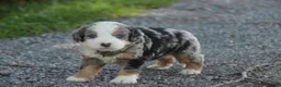 Mini Bernedoodle dogs for sale: Mingo Mini Bernedoodle  - Ad 8