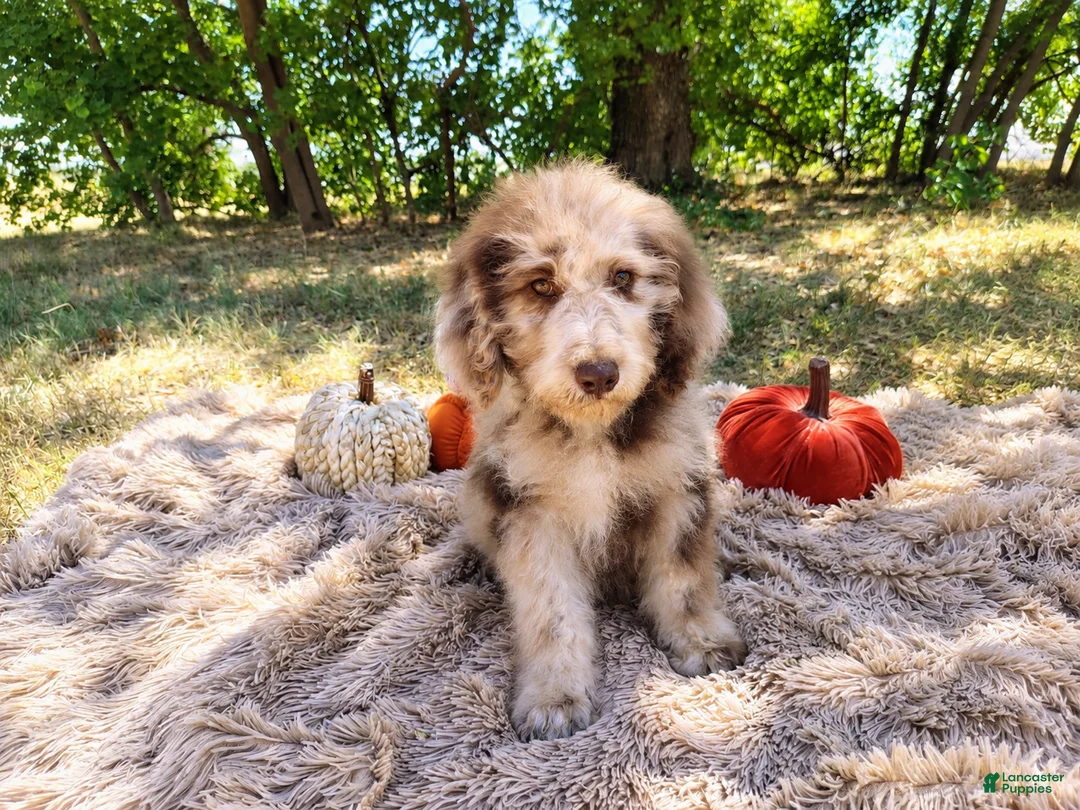 Mini Goldendoodle dogs for sale: Mini Goldendoodle 5 - Ad 1