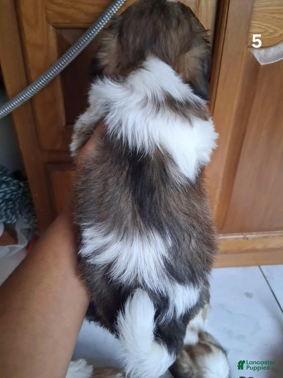 Shih Tzu dogs for sale: Shih Tzu 5 - Ad 2