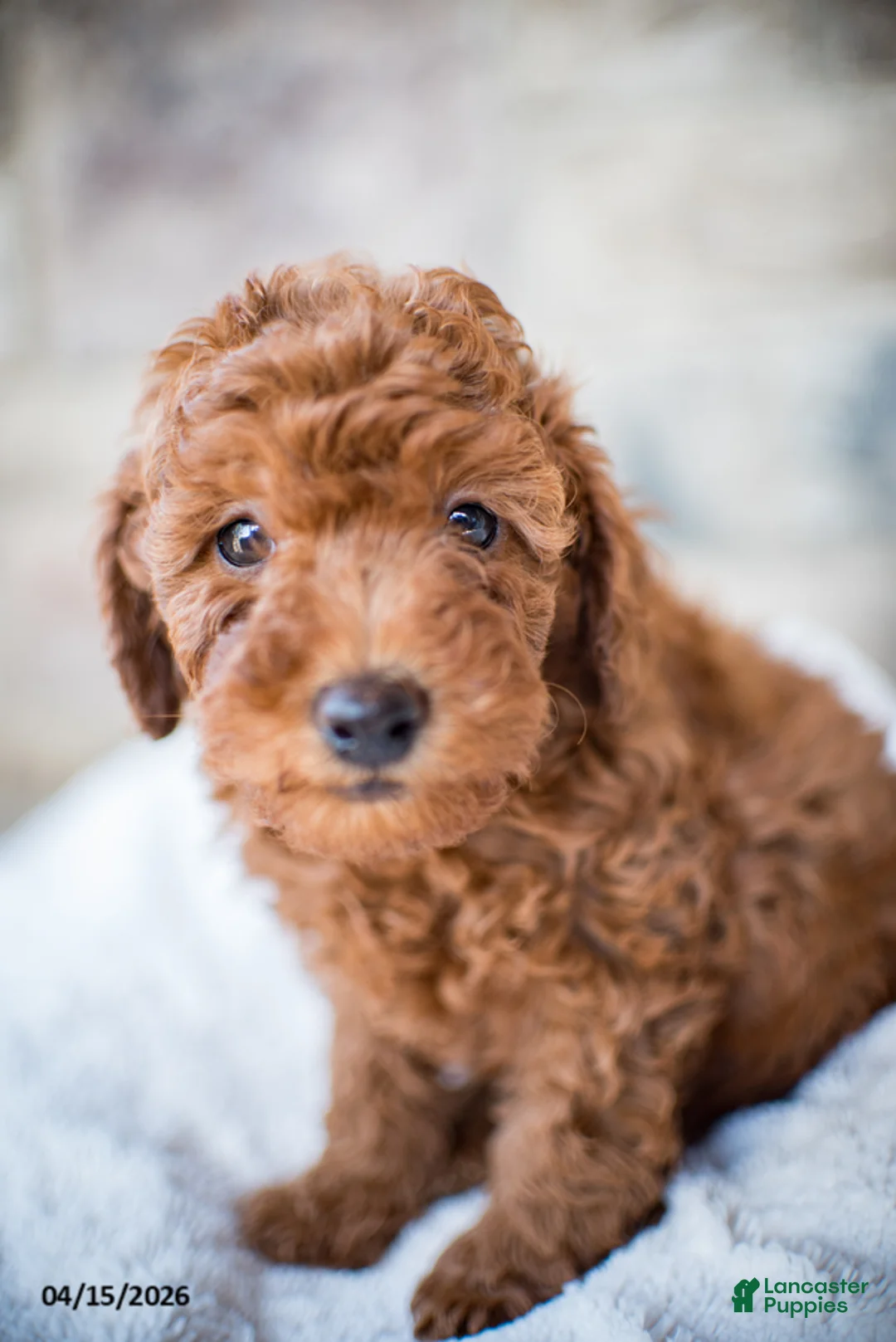 Miniature Poodle dogs for sale: Jim - Ad 7