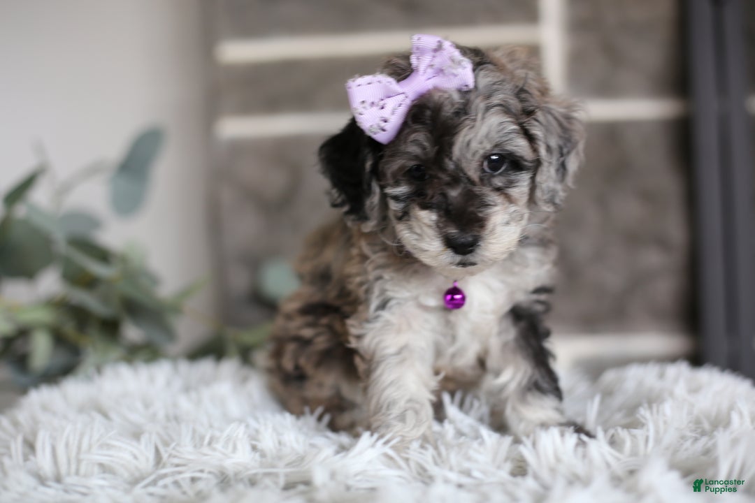 Miniature Poodle dogs for sale: Evie - Ad 9