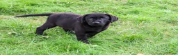 Labrador Retriever dogs for sale: Melvin - Ad 4