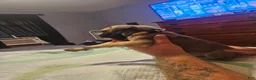 English Mastiff dogs for sale: English Mastiff 4 - Ad 5