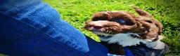 Havapoo dogs for sale: Baxter - Ad 20