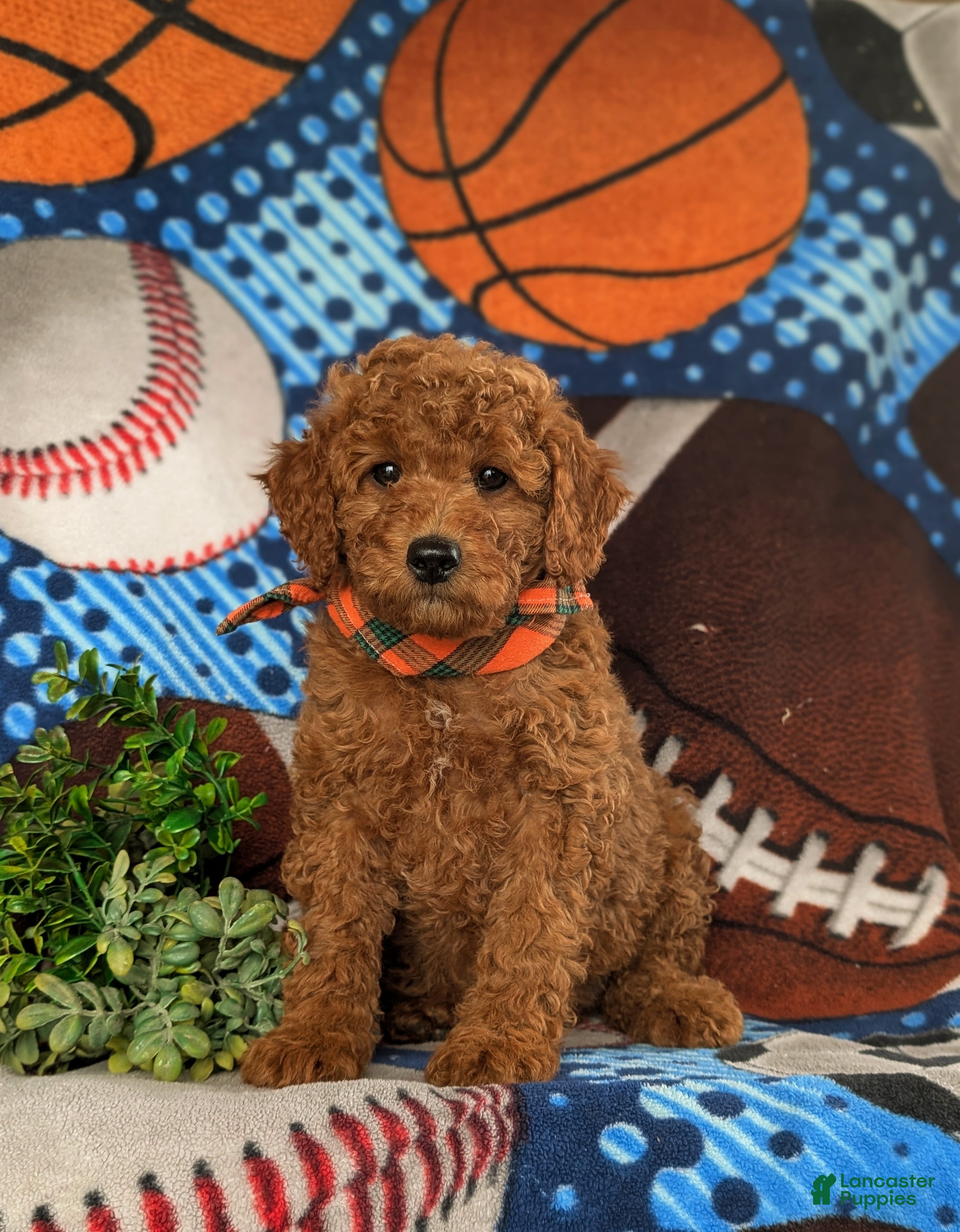 Cavapoo dogs Jace Hypoallergenic - Ad 1