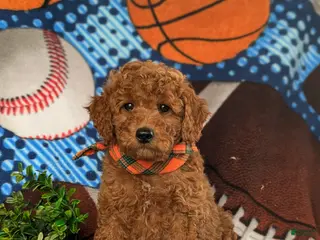 Cavapoo dogs for sale: Jace Hypoallergenic - Ad 1