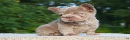 French Bulldog dogs for sale: ⭐️STAR🩷⭐️( Isabella Floodle big rope fluffy  - Ad 3