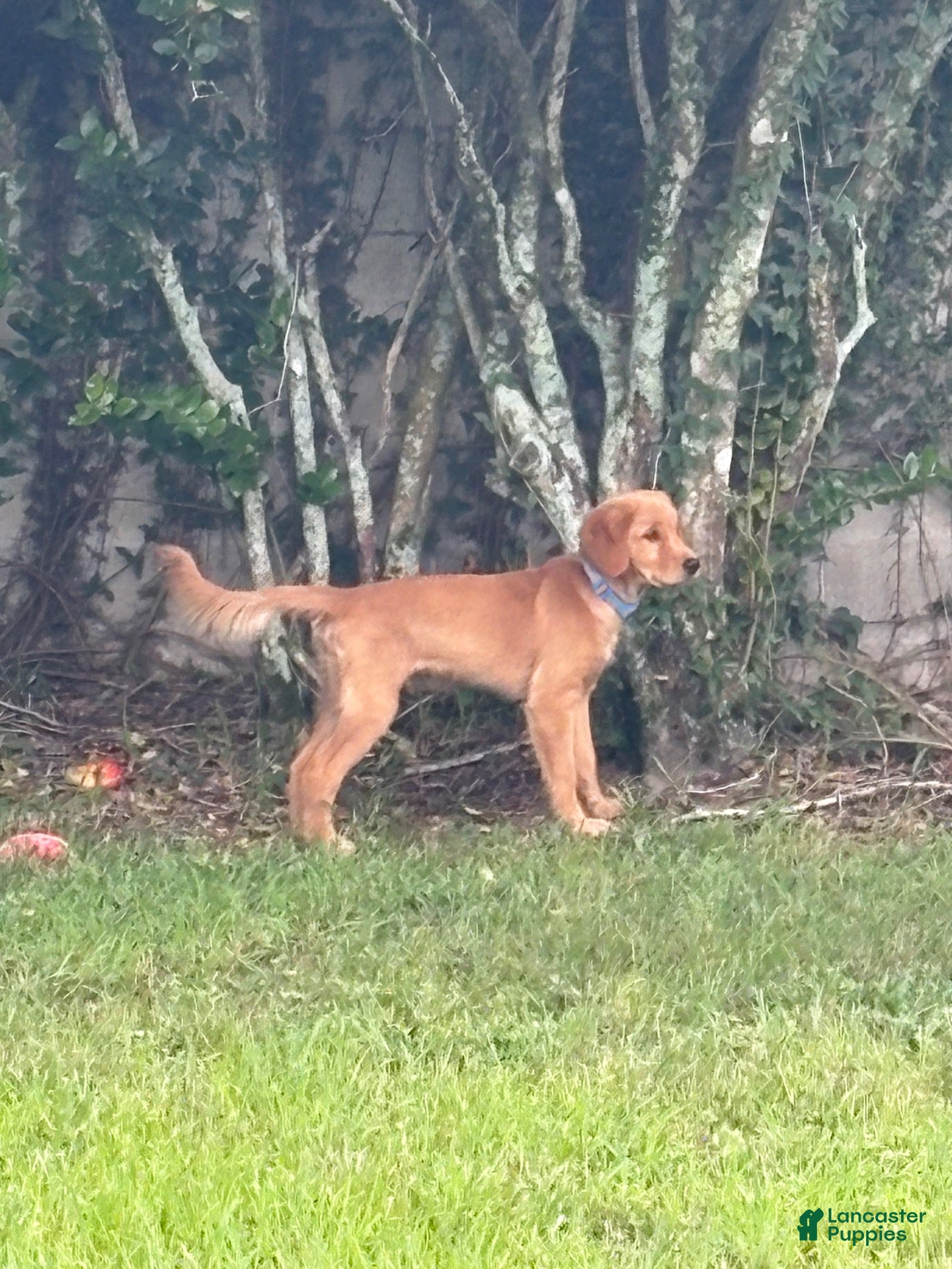 Maverick