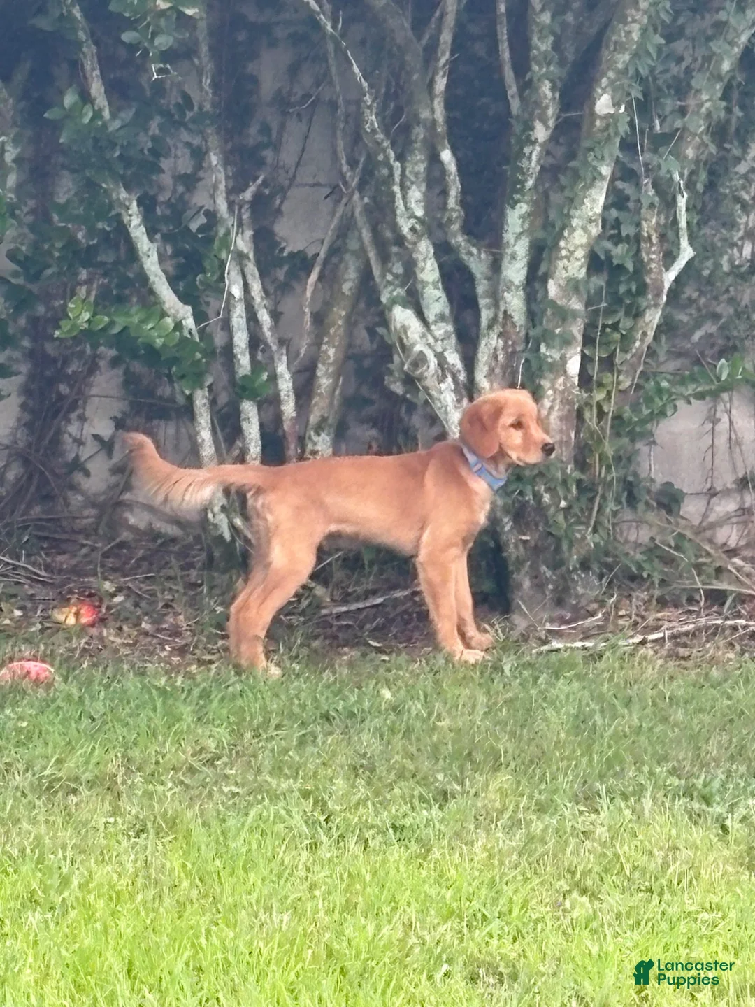 Golden Retriever dogs for sale: Maverick  - Ad 1