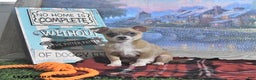 Chihuahua dogs for sale: Fritz - Ad 6