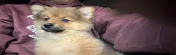Pomeranian dogs for sale: Pomeranian Puppy 1 - Ad 5