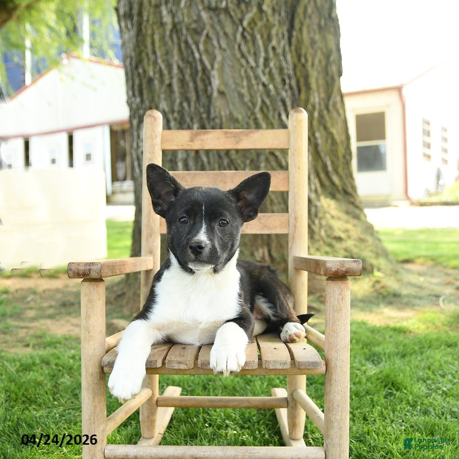 Mixed Breed dogs Opal - Ad 2