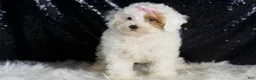 Toy Poodle dogs for sale: Gigi - Ad 4