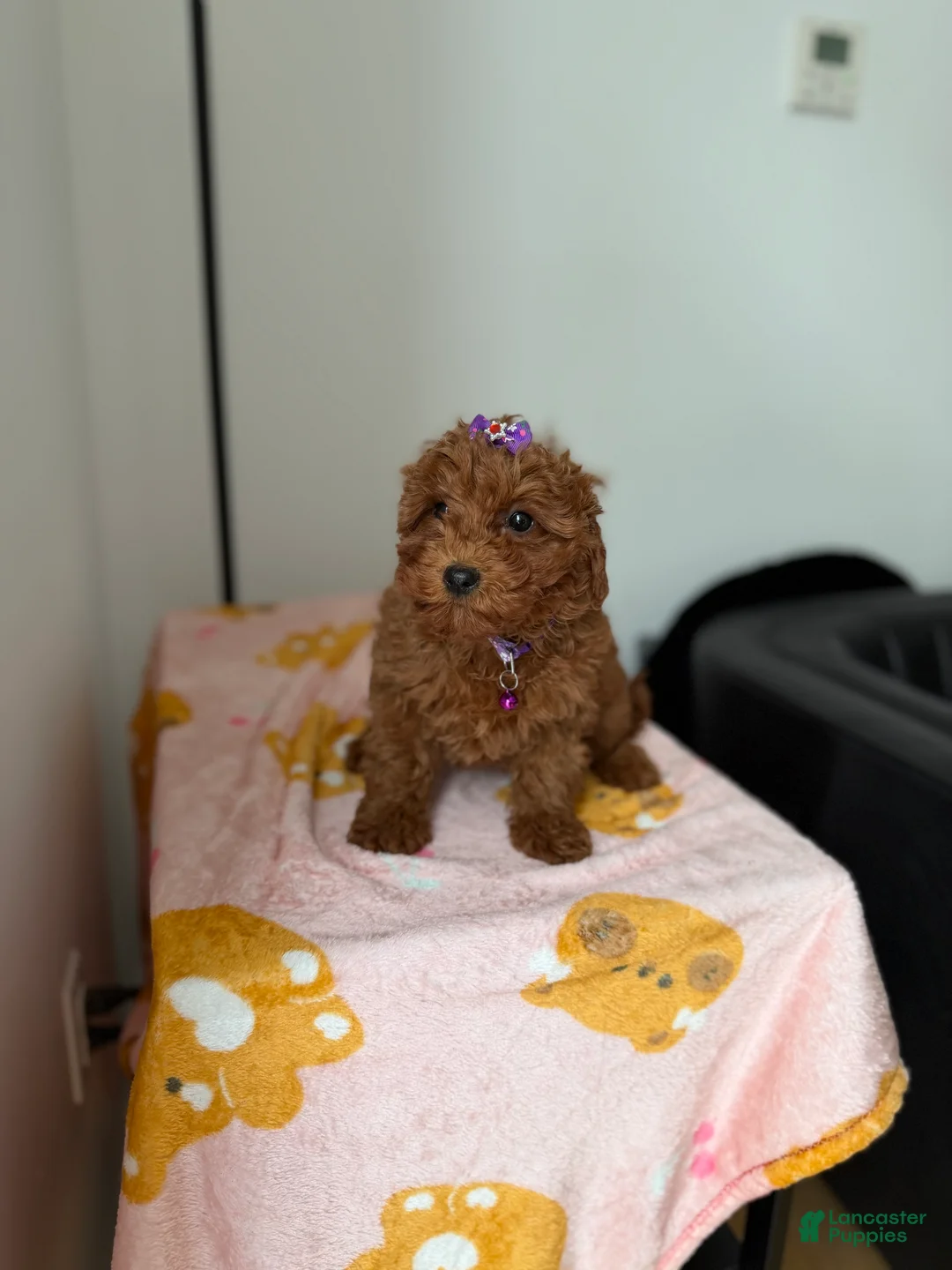 Toy Poodle dogs for sale: Polly - Ad 2