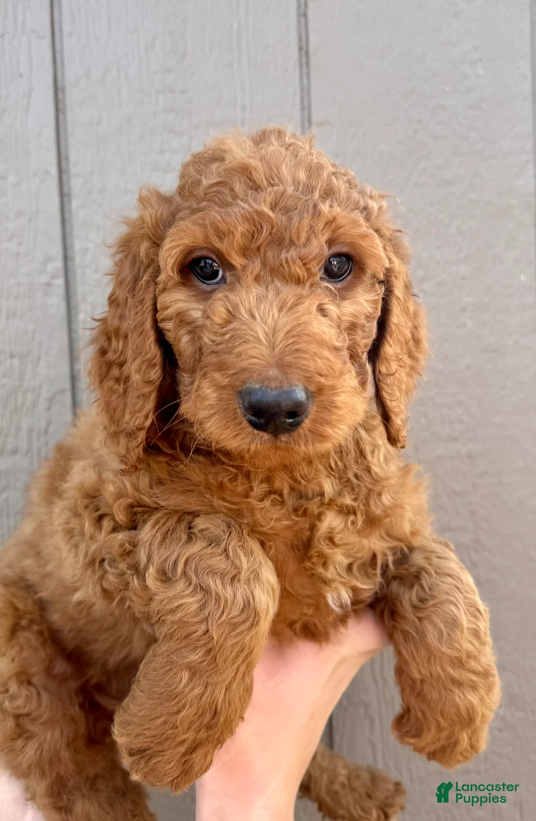 Goldendoodle dogs for sale: Lincoln  - Ad 1