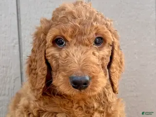 Goldendoodle dogs Lincoln - Ad 33