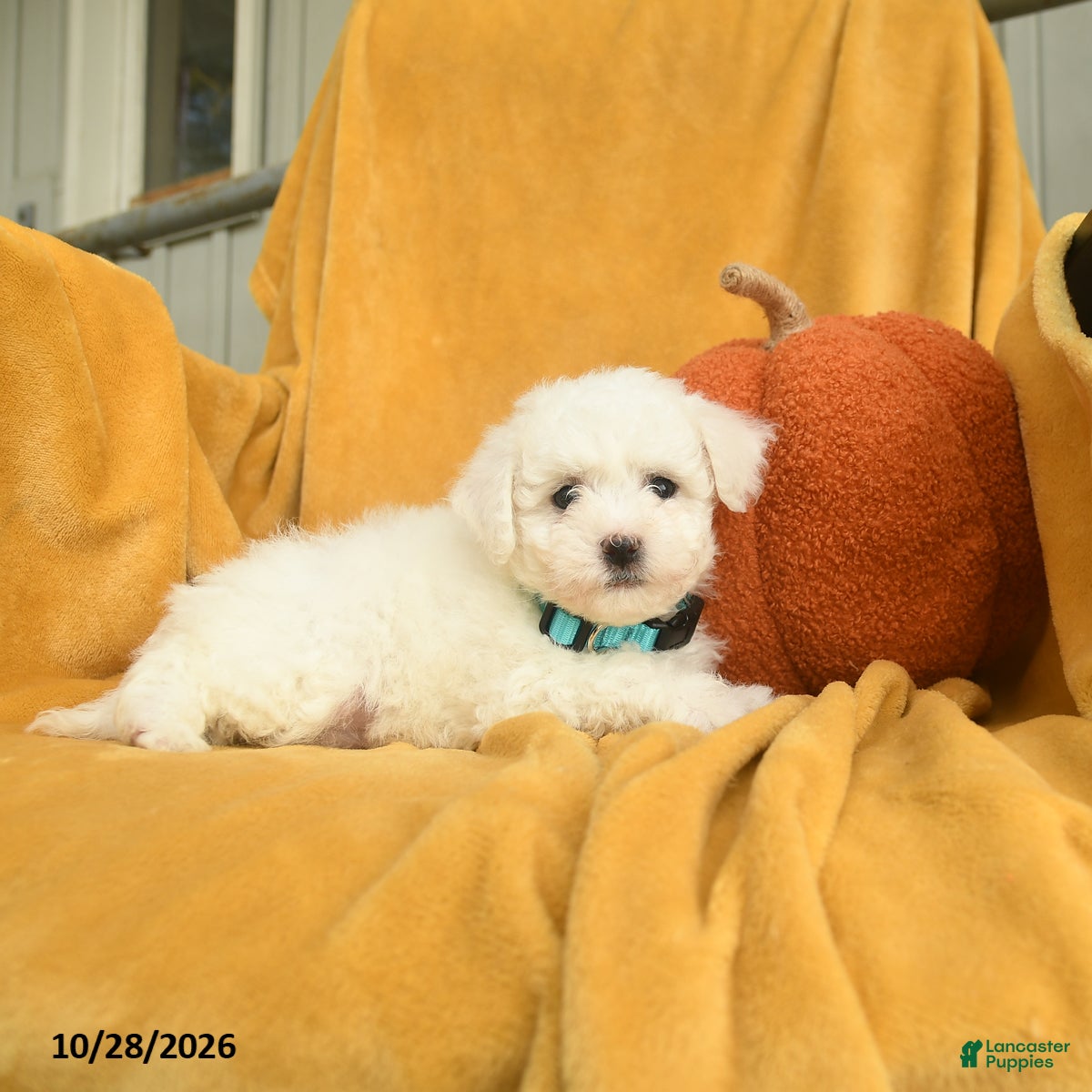 Bichon Frise dogs for sale: Halia  - Ad 2