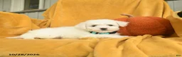 Bichon Frise dogs for sale: Halia  - Ad 2