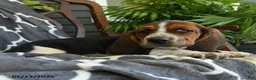 Basset Hound dogs for sale: Charlie - Ad 3