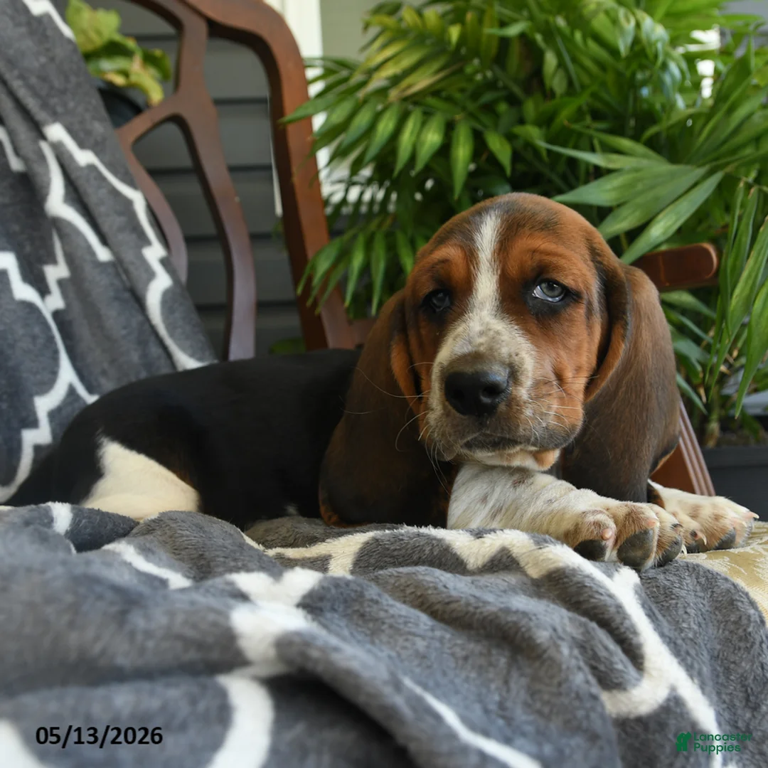 Basset Hound dogs for sale: Charlie - Ad 3