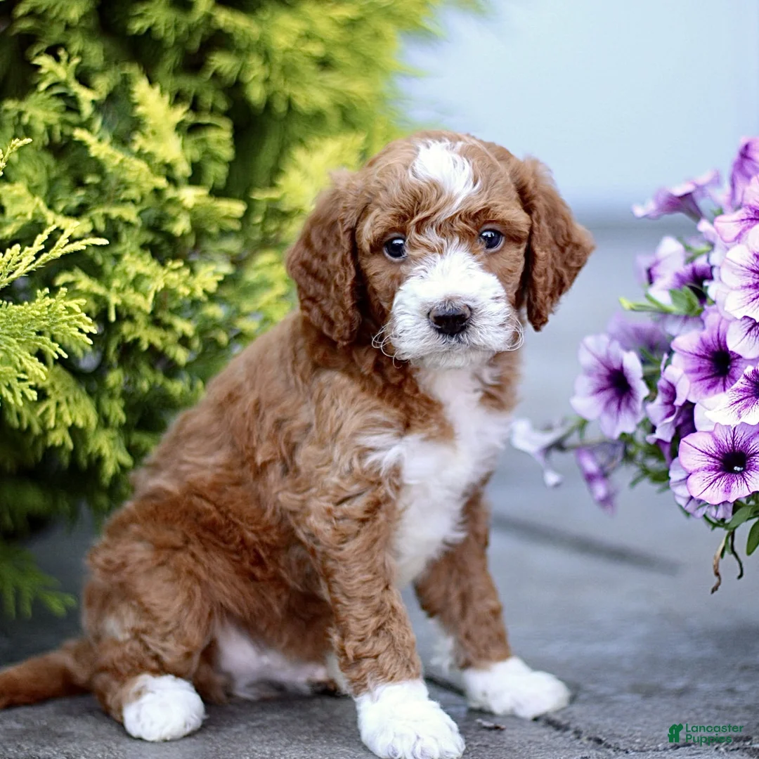 Mini Goldendoodle dogs for sale: Kyle  - Ad 2